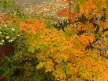 Garten 1