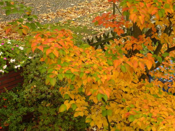 Garten 1