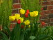 Garten 4